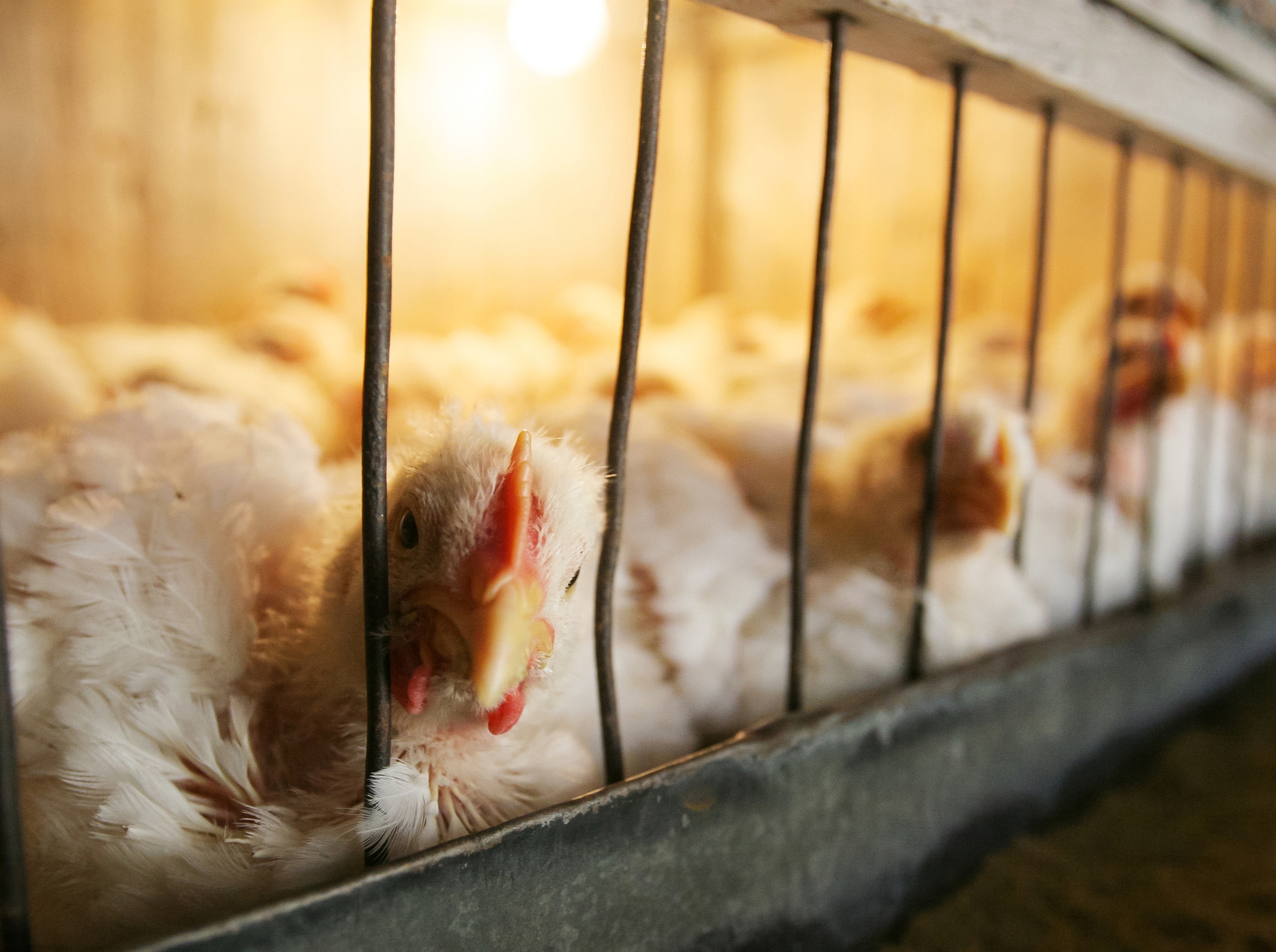 Hileras de jaulas con gallinas ponedoras en un galpón