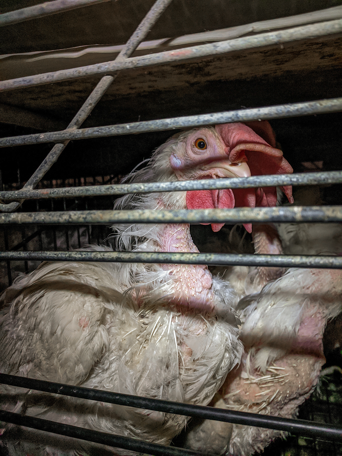 Gallinas ponedoras confinadas en jaulas en batería